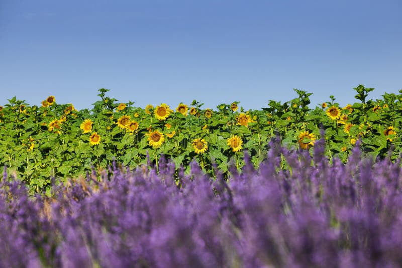 Lavender And Sunflower Setting In Provence, France Stock Photo Image
