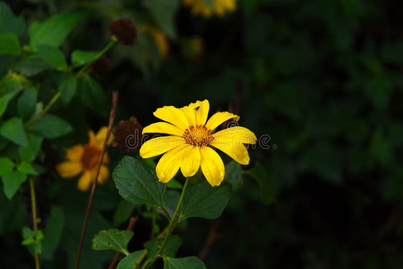 Philippine Sunflower stock photo. Image of nature, philippine 174692550