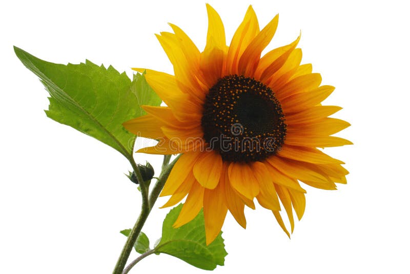 Sunflower with leaves isolated on white