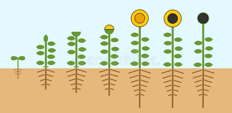 Sunflower life cycle. Growth stages from seed to flowering and fruit-bearing plant with root system royalty free illustration Sunflower life cycle. Growth stages from seed to flowering and fruit-bearing plant with root system royalty free illustration