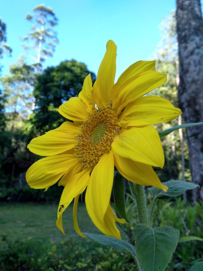 Sunflowerlike Yellow Flowers of Chrysanthemum in Mid October Stock