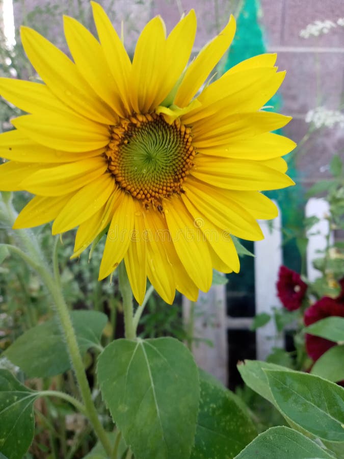 Sunflower is love stock image. Image of inspirational 95871051