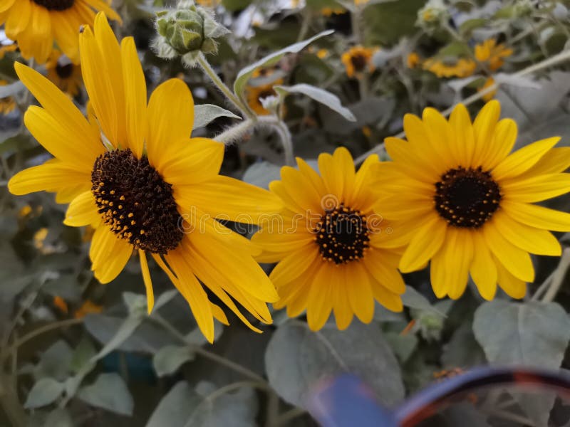 Sunflower i love you more stock image. Image of miracle 270924905