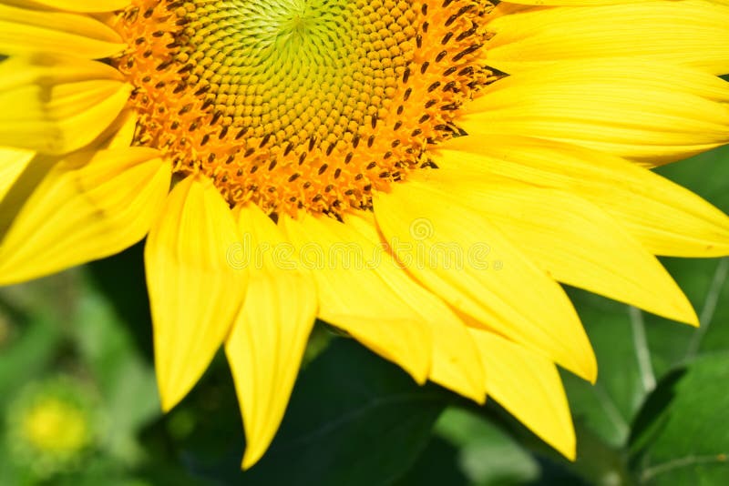 Sunflower in macro stock photo. Image of closeup, macro 96198856