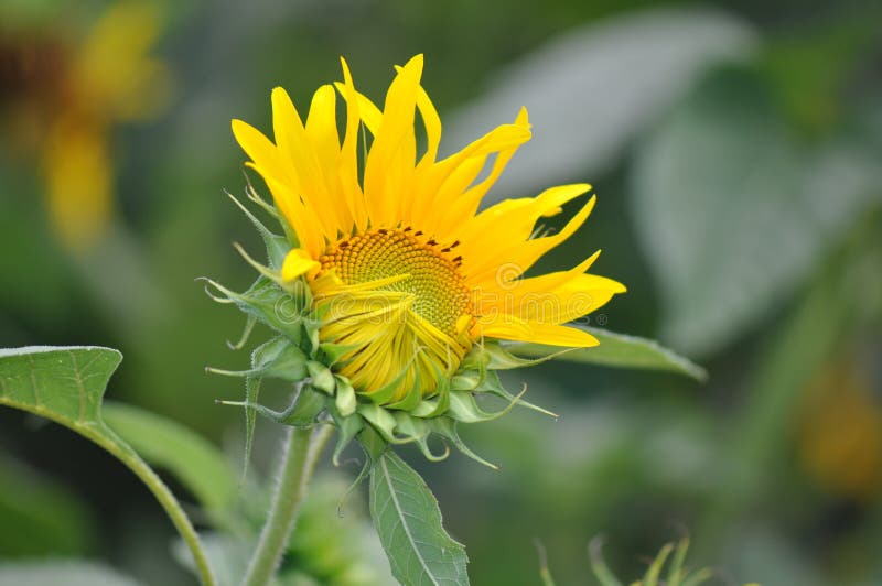 Sunflower growth stock photo. Image of flower, spring 3922142