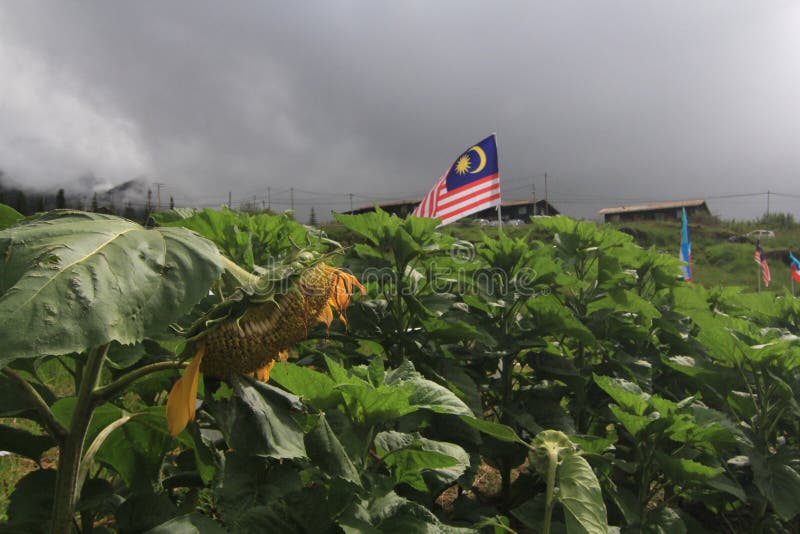 Sunflower with Malaysian Flag Stock Photo Image of jungle, tropics
