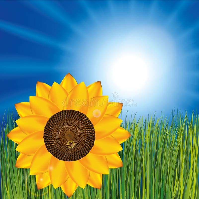 Sunflower on the meadow