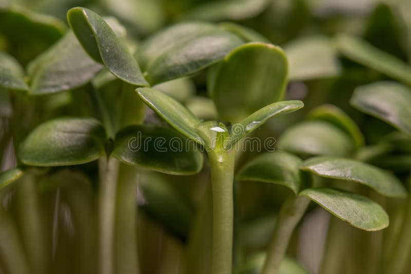 Sunflower Microplants Closeup after Germination Process Stock Image