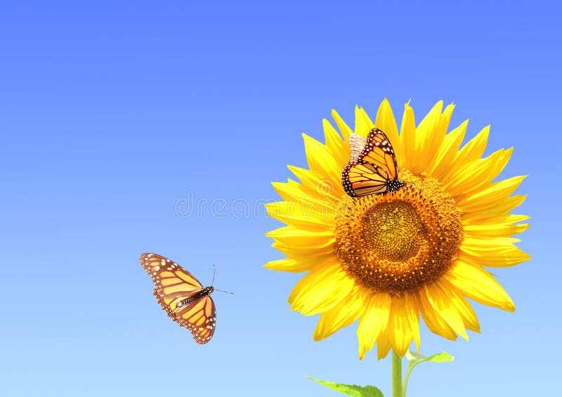 Sunflower and monarch butterflies on blue sky background