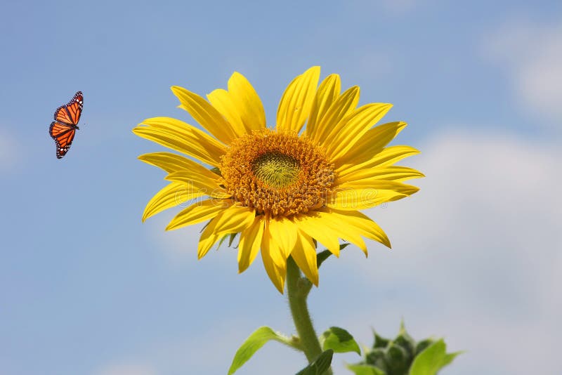 Sunflower with Monarch Butterfly Stock Image Image of wing, nectar