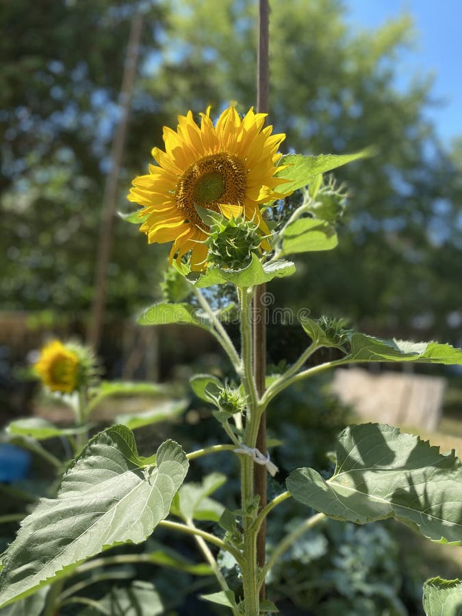 Sunflower stock image. Image of growing, lovely, birds 194447445