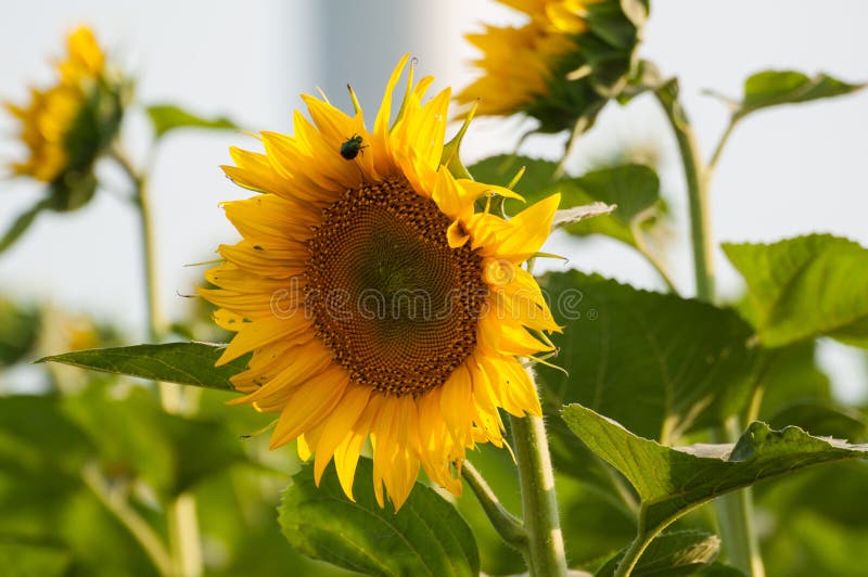 Sunflower natural background.Sunflower in the field royalty free stock images Sunflower natural background.Sunflower in the field royalty free stock images