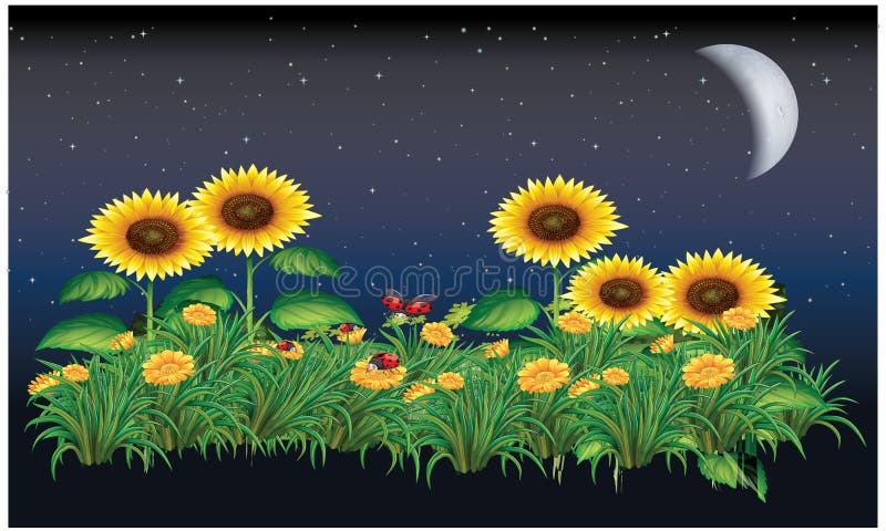 Download Sunflower In Night, Moon Light In A Garden Stock Vector ...
