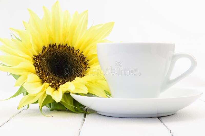 Sunflower beside One Coffee Cup Stock Photo Image of plant, studio