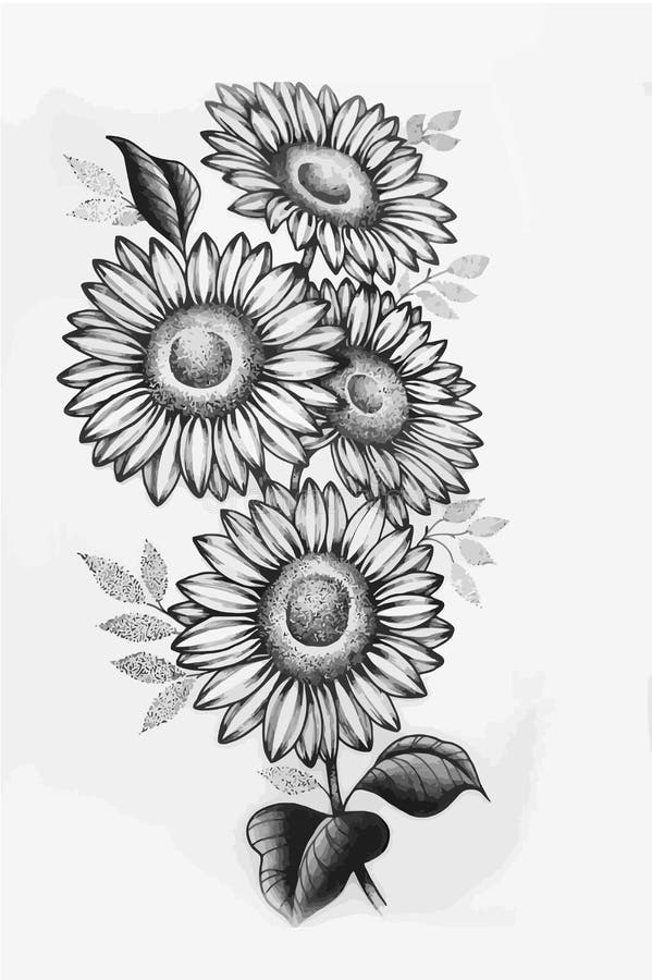 SUnFlower Outline Aesthetic, Beauty Vector, Drawing Sketch, Daisy ...