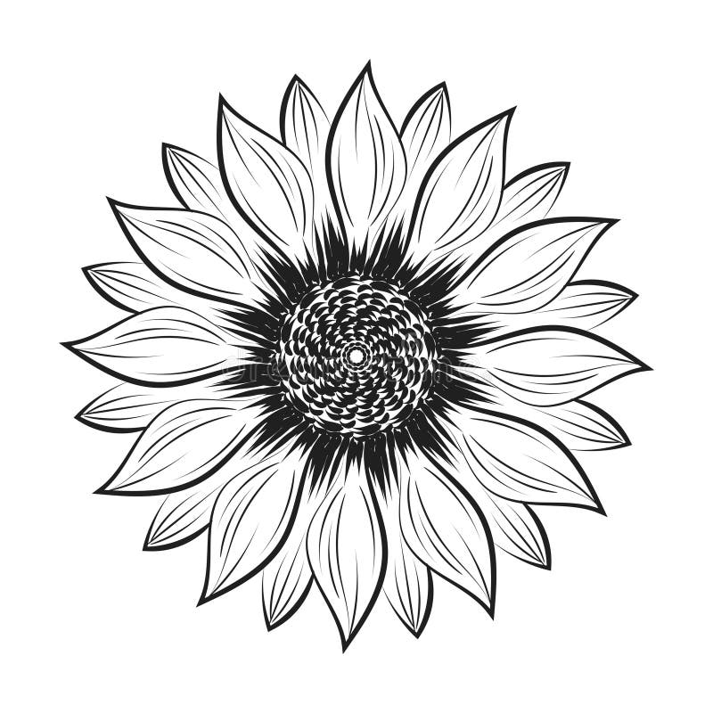 Sunflower Outline Stock Illustrations – 9,608 Sunflower Outline Stock ...