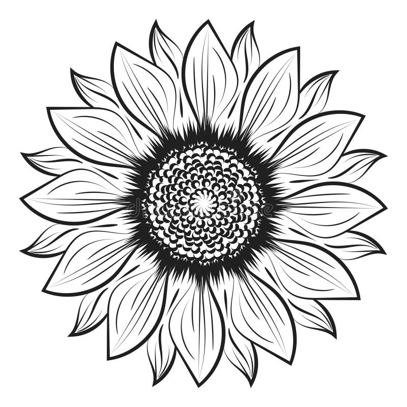 Sunflower Outline Stock Illustrations – 9,608 Sunflower Outline Stock ...