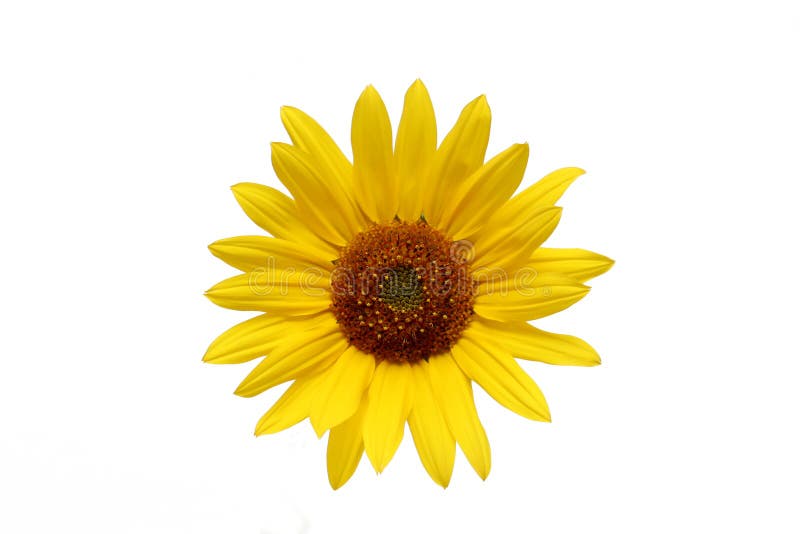 Sunflower stock image. Image of macro, botanical, gardening 233991