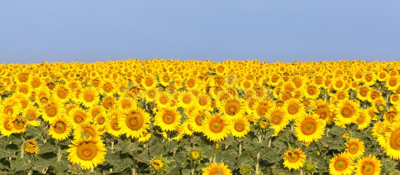 Sunflower panorama, morning light, blue sky