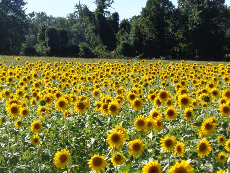 SunFlower Patch stock image. Image of floral, season 90069587