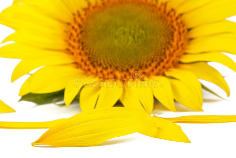 Sunflower Petals. Sunflower Petals on a Background of a Sunflower