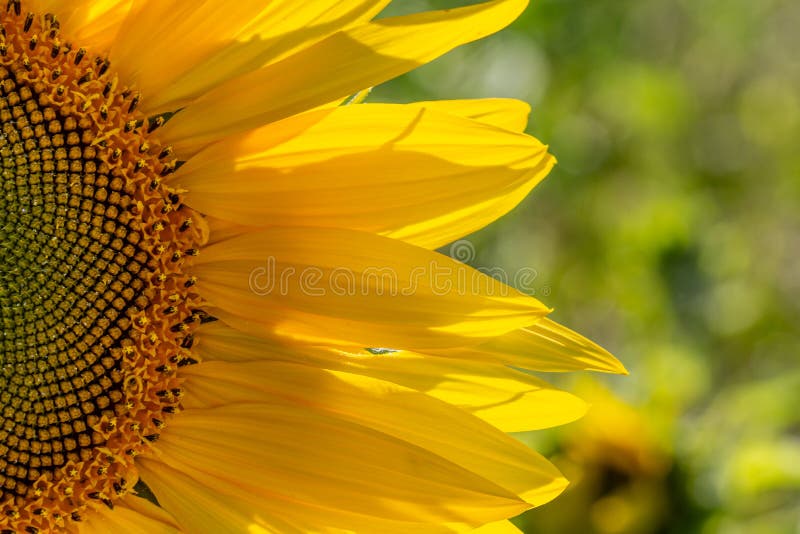 Sunflower Petals stock photo. Image of flora, blooming 192444002
