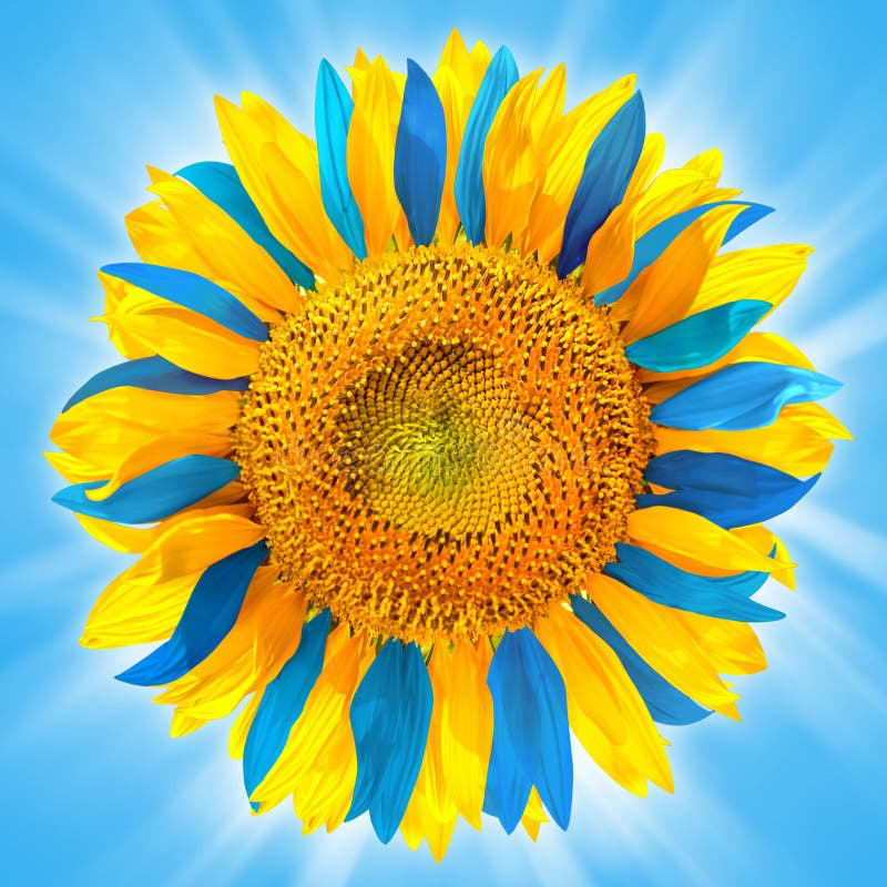 Sunflower in colors of Ukrainian flag