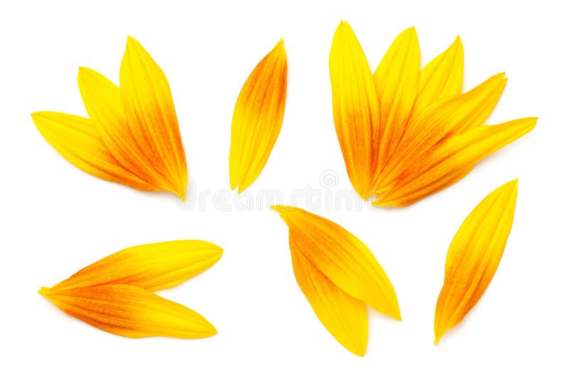 Sunflower Petals Isolated on White Background Stock Photo Image of green, fiery 172604696