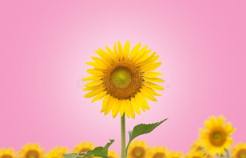 Sunflower on Pink Background Stock Image Image of garden, circle