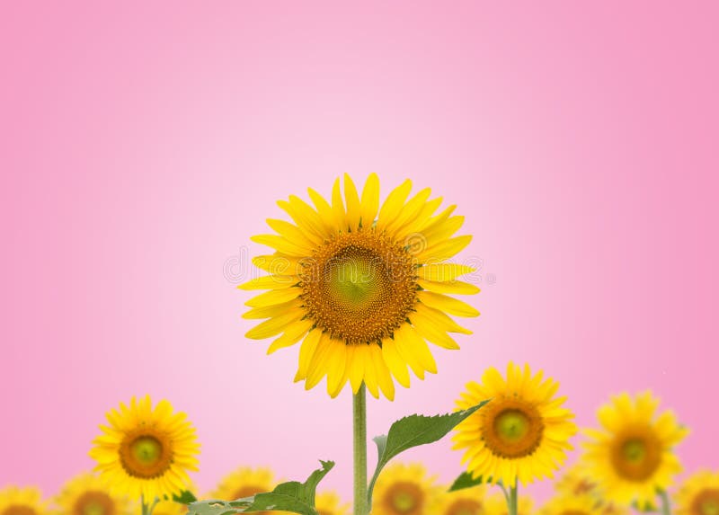 Sunflower on Pink Background Stock Photo Image of beautiful