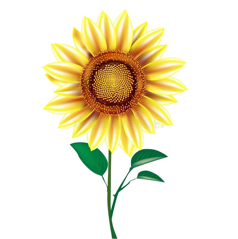 Sunflower plant stock vector. Illustration of realistic 26302842
