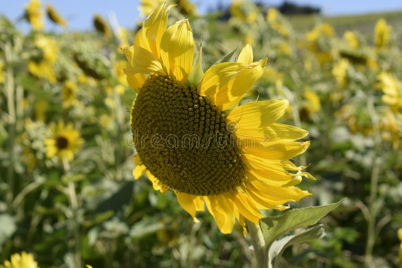 Sunflower Plant in the Field Stock Image Image of field, llavender