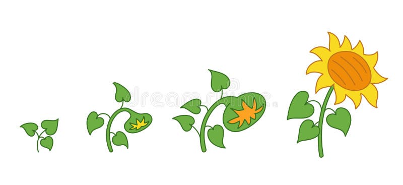 Sunflower Plant. Helianthus Annuus. Agriculture Cultivated Plant. Green Leaves Stock Illustration - Illustration of species, agronomist: 144101006 Sunflower Plant. Helianthus Annuus. Agriculture Cultivated Plant. Green Leaves Stock Illustration - Illustration of species, agronomist: 144101006