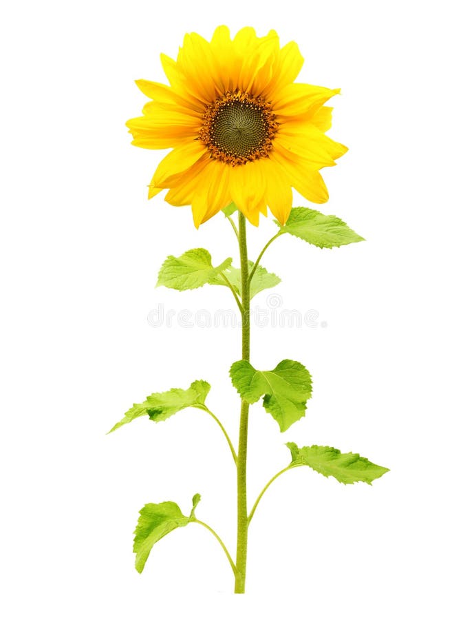 Sunflower plant isolated