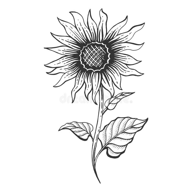 Sunflower plant sketch engraving vector illustration. Scratch board style imitation. Hand drawn image.