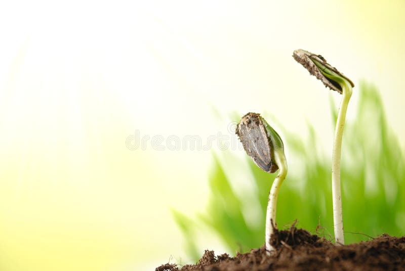 Sunflower Seed Germination Different Stages Stock Image Image of