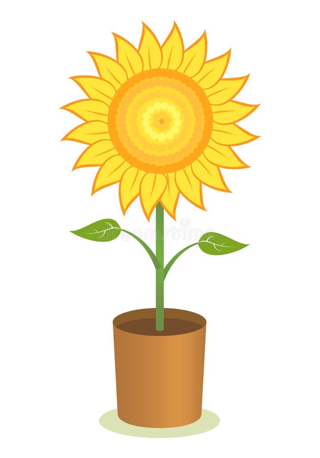 Sunflower Pot stock illustration. Illustration of botany 24456760