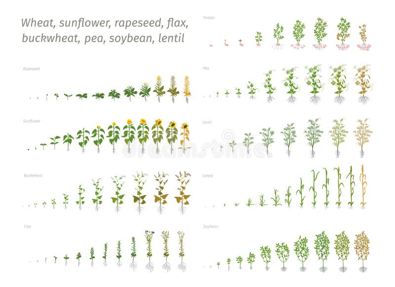 Sunflower rapeseed flax buckwheat pea soybean potato wheat. Vector showing the progression growing plants. Determination