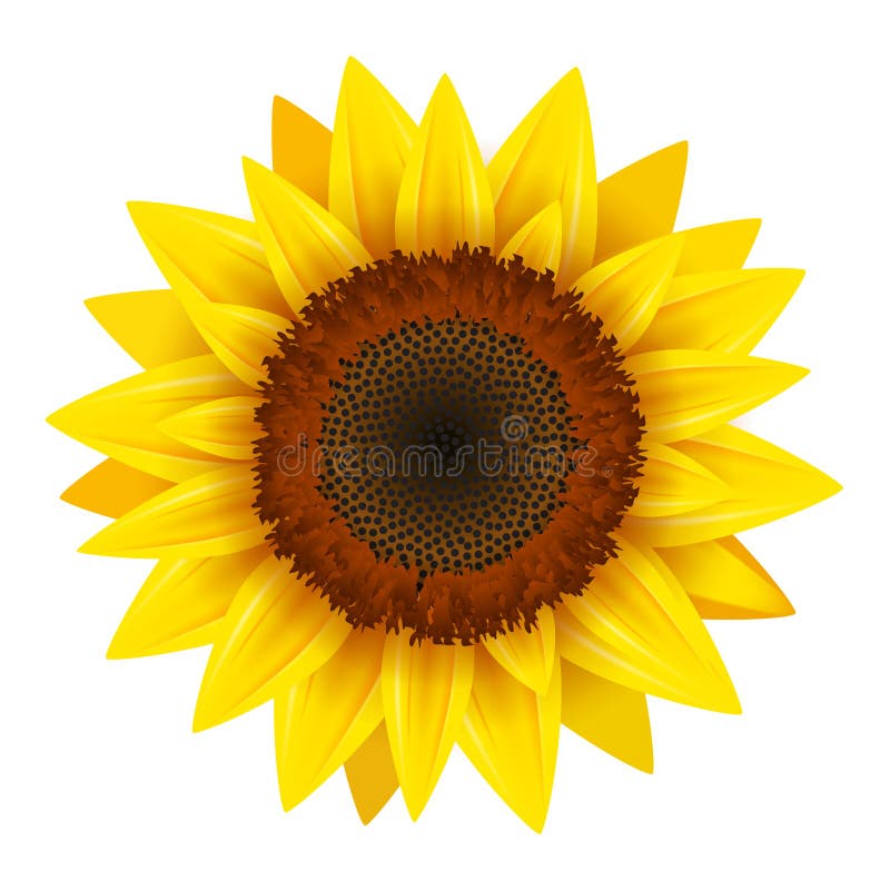 Free Free 124 Realistic Sunflower Svg SVG PNG EPS DXF File