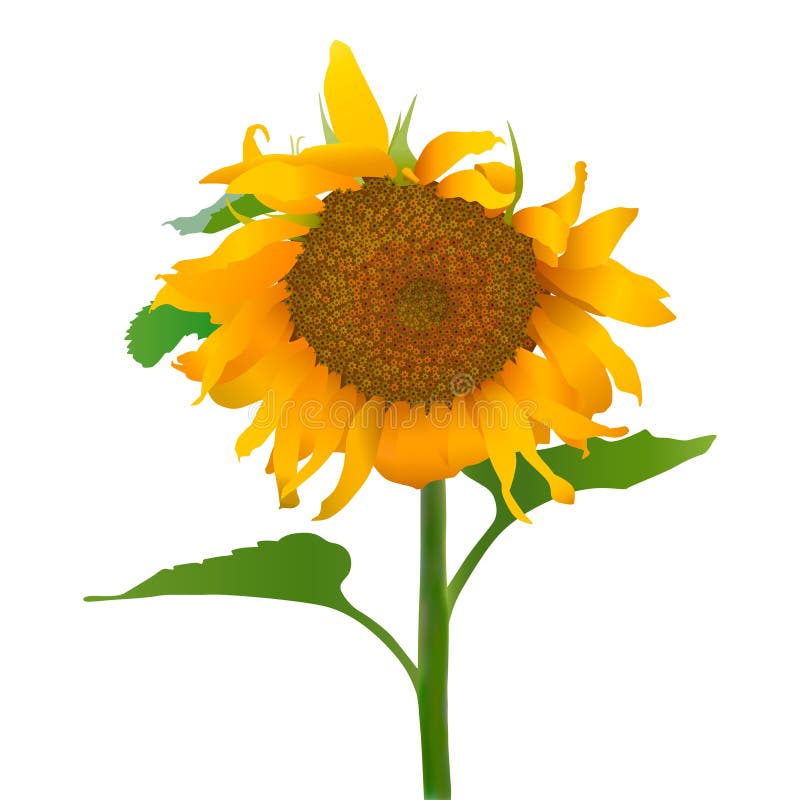 Free Free 161 Realistic Sunflower Svg SVG PNG EPS DXF File