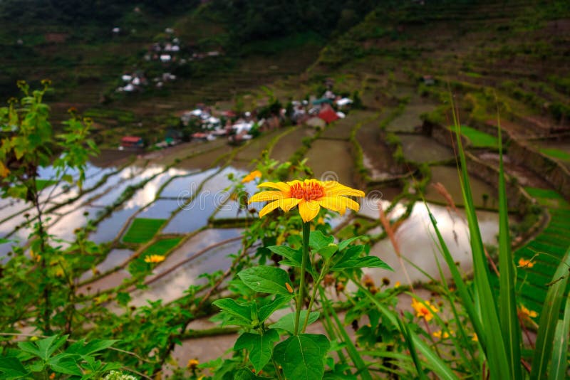Sunflower on rice terrace stock photo. Image of baloons 142617850