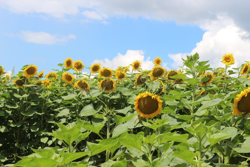Sunflower Ripens in the Fields. Stock Photo Image of brown, floral