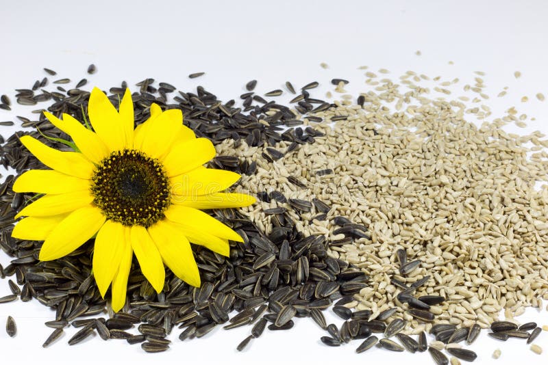 Sunflower Seeds stock image. Image of food, gould, shelled 42827063