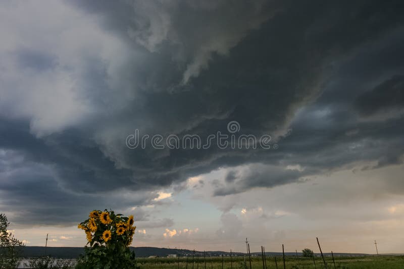 Sunflower with rotating thunderstorm in Transylvania, Romania.