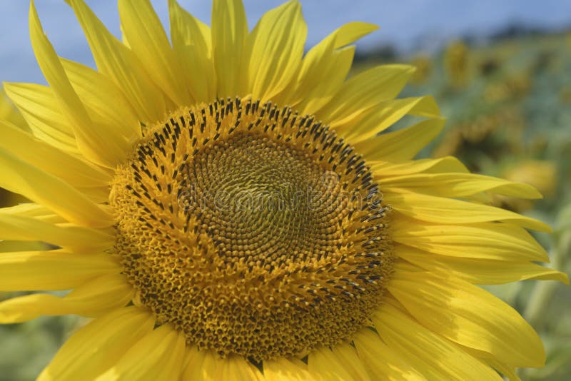 Sunflower stock image. Image of season, spring, macro 96898055