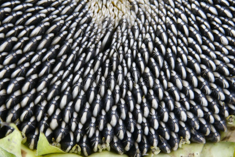 Sunflower seed