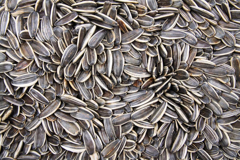 Sunflower seed Background