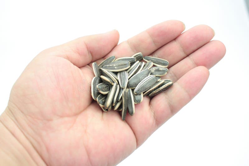 Sunflower Seed stock photo. Image of food, crop, seed 46008040