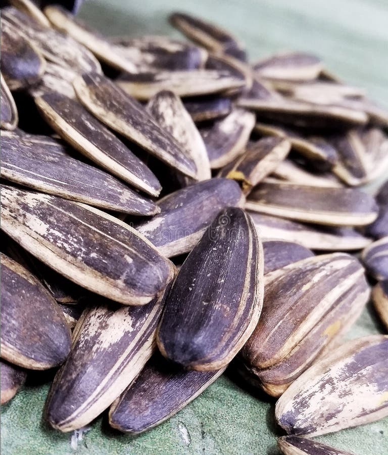 Sunflower Seed Flowers Flower Stock Photo Image of seed, indonesian