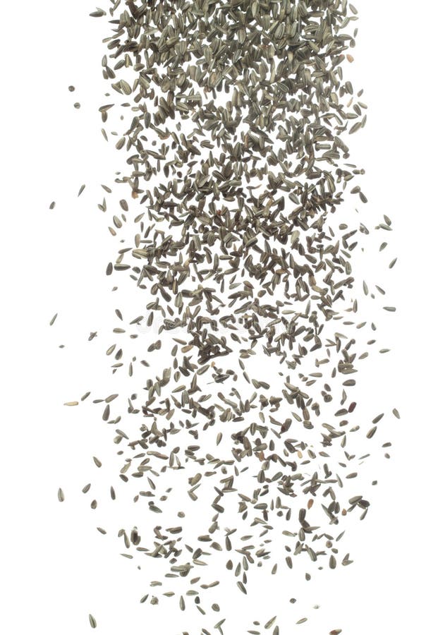 Sunflower Seed Grain Fly in Air. Sunflower Seed Falling Scatter
